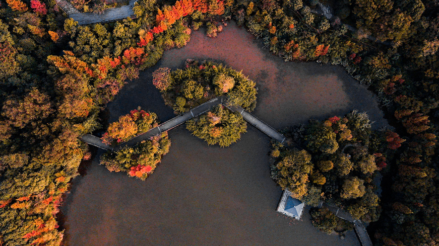 川师彩林，美出天际！