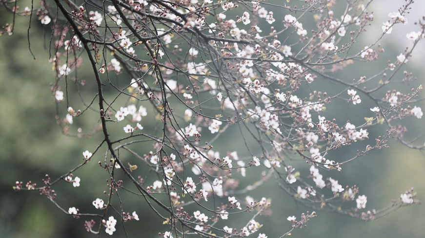 春意盎然的Kaiyun体育官方全站入口