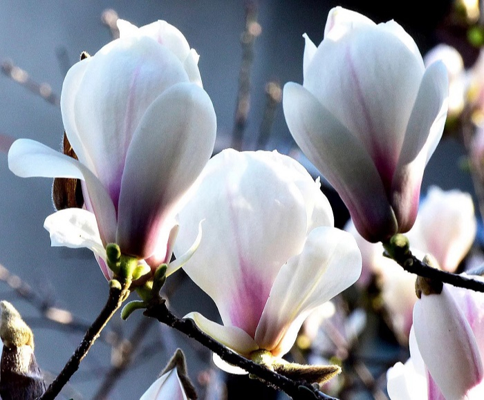 玉兰花开春意浓